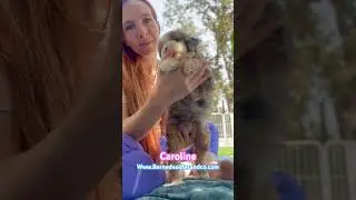 Caroline Mini F2 Bernedoodle #bernedoodlepuppy #puppy #minibernedoodle #bernedoodle #dog