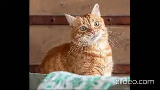 My Cat Impression