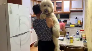 My Parents Still Treat My Huge Dog as a Puppy