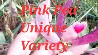 #pinkpea #unique , what is pink? 🫛 💗  how to find this unique food 😍