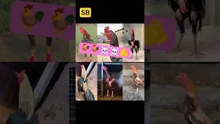 #aseelmurga #aseel #cat #cricket #aseel_chicks #freefire #gta #game #rooster #aseelroster #yt#murga