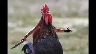 Oneida - Cockfight (Live)