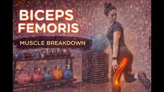 Biceps Femoris Muscle Breakdown | Anatomy, Function & Key Exercises