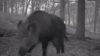 Wildzwijn (frislingen)