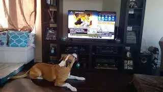 Rocco Looking at himself on CP24 #TorontoTogether #CP24 #CP24Breakfast