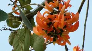 ทองกวาว (Tong-kawo) - Bastard Teak 9