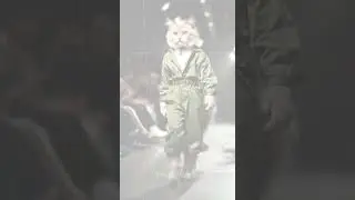 Who&rsquo;s Ready for the Purrfect Catwalk? 😽✨ #PawshionRunway #furryfashion #petmodel #runwaydebut