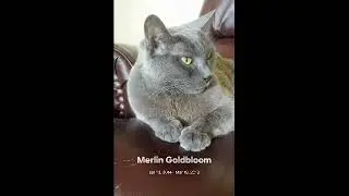 Healing the Loss of an Animal Companion 2026