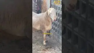 Heavy Dumba season 2024 #animals #cattlesjunoon #cattles #cow #livestock #viral #2024 #qurbani2024
