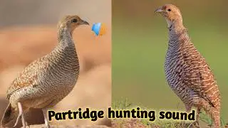 Partridge hunting sound | Irani teetar ki awaz | Francolin voice | Birds sound | Teetar sound
