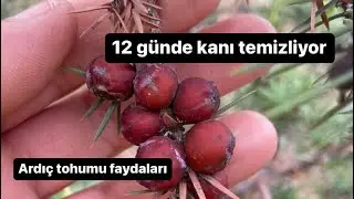 Ardıç tohumu faydaları