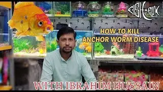 How do you treat anchor worms in fish?