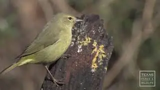 A Good Time for Birding in Texas