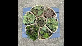 Homemade Cement Succulent Planter - Flower Shaped