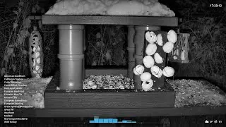 Night Live Bird Feeder Stream &mdash; Real-Time Backyard Birds