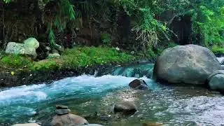 Forest Stream Flowing Around Big Rock &ndash; Real Jungle Sound for Deep Sleep