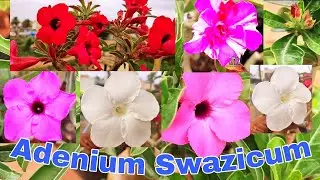 Adenium Swazicum flowers