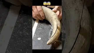 Comb Making with Animal Horns😱 | Part 2 || #shorts #shortsfeed