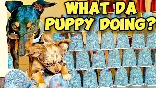 My Dogs Try Paper Cup Challenge