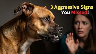 3 Aggressive Dog Signs You&rsquo;re Totally Ignoring (Before It&rsquo;s Too Late!)