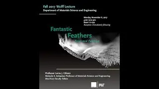 Fantastic Feathers: Form and Function