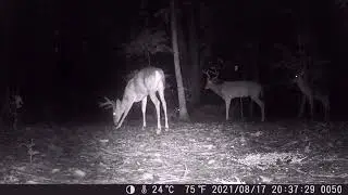 Cain cam 210818 Deer