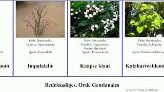Bedeksadiges, Orde Gentianales tahiti angiosperms obtusa Gladdeslapmispel Poeierbaskatjiepiering