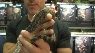 Argentine Red Tail Boas For Sale. Buy at Big Apple Pet with Same Day Shipping.