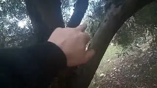 Diario olivar día 30 . Agilización.