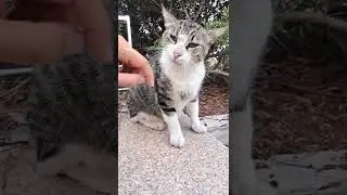 What Happens If I Touch His Paw? 🙀 #shorts