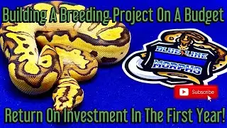 Building A Breeding Project On A Budget : Get A Return On Investment In the First Year!