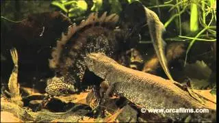 Liebestanz der Molche - Warty Newt in love