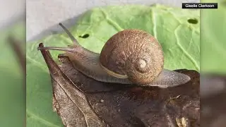 New Zealand rallies to help garden snail with rare genetic condition