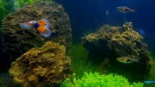 Aquascape sederhana. Hairgrass dan moss