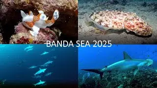 Banda Sea 2025