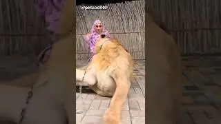 Where Should I Touch It ? 😂😂 #trending #viral #shorts #lion @PetZoo840