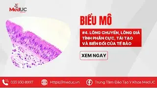[Mô Phôi] #4 Lông Chuyển, Lông Giả, Tính Phân Cực, Tái Tạo Và Biến Đổi Của Tế Bào