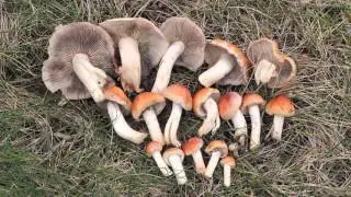 Brick Caps and Salmon Waxy Caps - Mushroom Identification With Adam Haritan