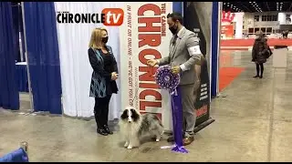 Reserve BIS &ndash; Brevard Kennel Club