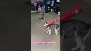 Doggo MVP: This Dog Plays Baseball Better Than YOU! #FunnyAnimals #AnimalTalent #MindBlown 🐶⚾🤯