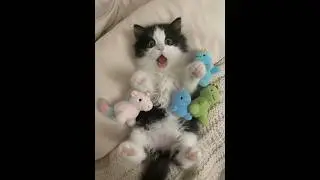 Super FUNNY CAT #viral #cute #cat #cutecat #kitten #pets #funny #meme #lucu #funnyanimal