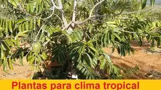 10 plantas que indico para clima tropical