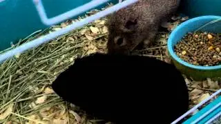 Guinea pig tells cagemate to back off