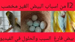 @اهم اسباب البيض الفارغ الغير مخصب والحلول داخل الفيديو#كنار #اكسبلور #birds