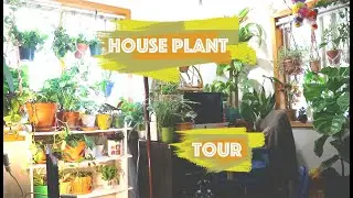 House Plant Tour Fall 2020