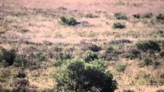 Springbok jag