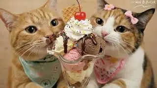 Cute Cats Eating Ice Cream🍦😻Satisfying Cat Food ASMR|AdorableKittens#cats#cute#catseating#icecream