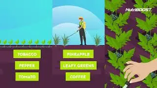 NutriBOOST - Technology of application in transplant crops