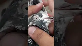 Guess This Breed? #pigeon #pigeonpigeon #birds #highflyer #high #highbrid #highflier #love #shorts