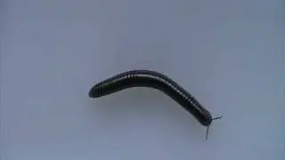 Millipede (Diplopoda) Locomotion